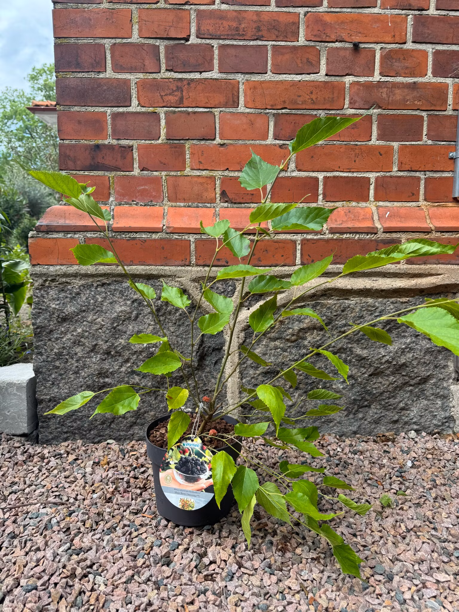 Mojo Berry Matsunaga (Dvärg Mullbär)