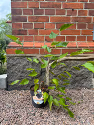 Mojo Berry Matsunaga (Dvärg Mullbär)
