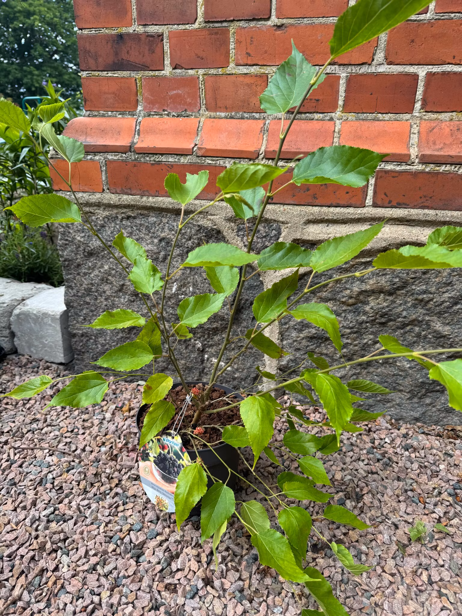 Mojo Berry Matsunaga (Dvärg Mullbär)