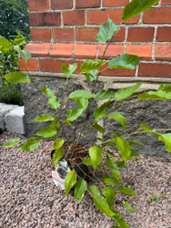 Mojo Berry Matsunaga (Dvärg Mullbär)