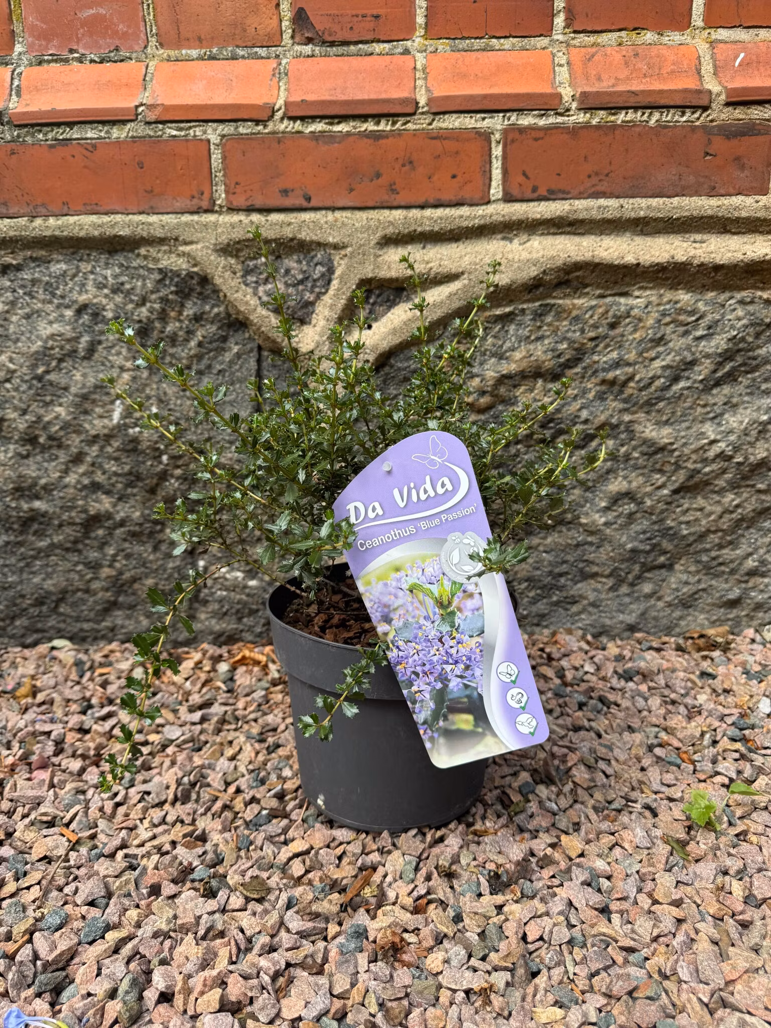 Ceanothus blue passion (Säckbuske)