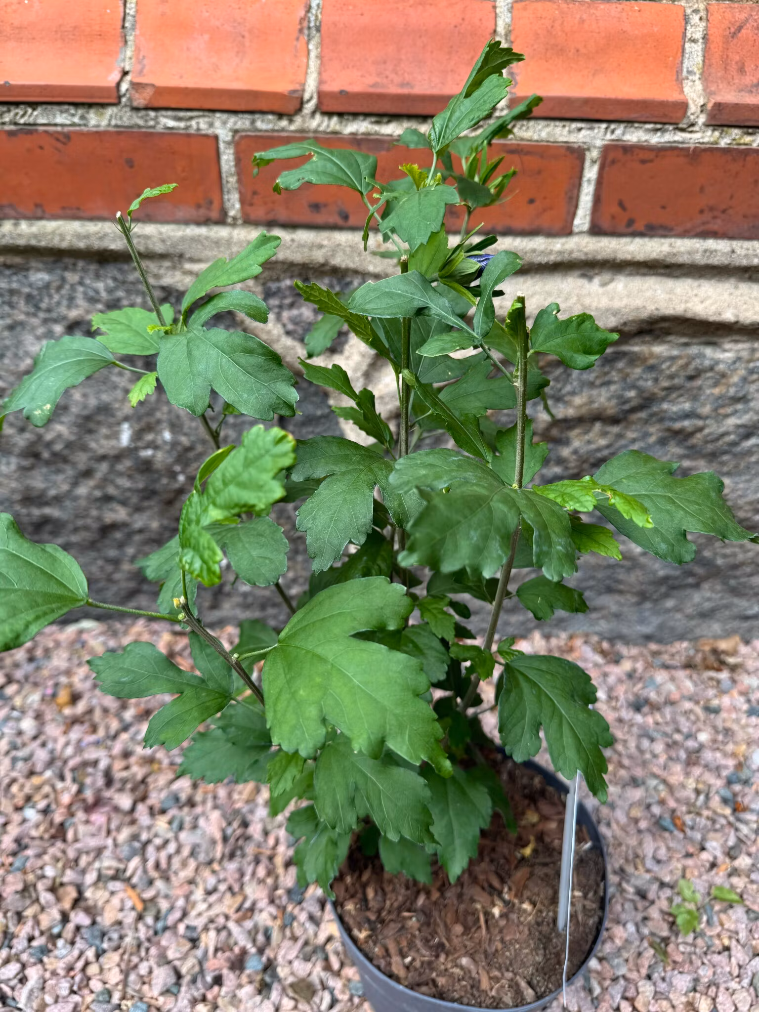 Hibiscus Oiseau Bleu (Frilands hibiskus)