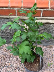 Hibiscus Oiseau Bleu (Frilands hibiskus)
