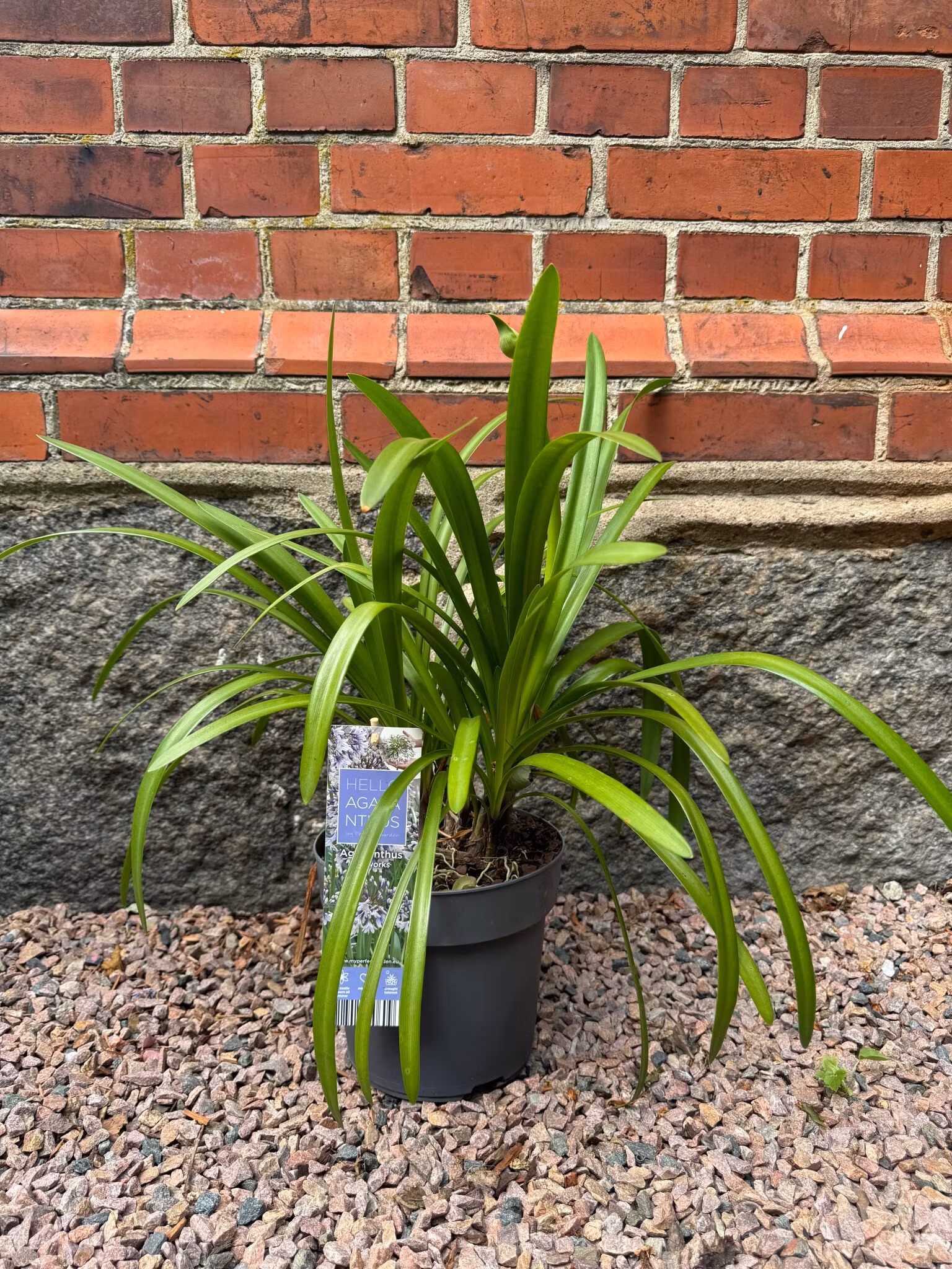 Afrikansklilja/Agapanthus - Fireworks