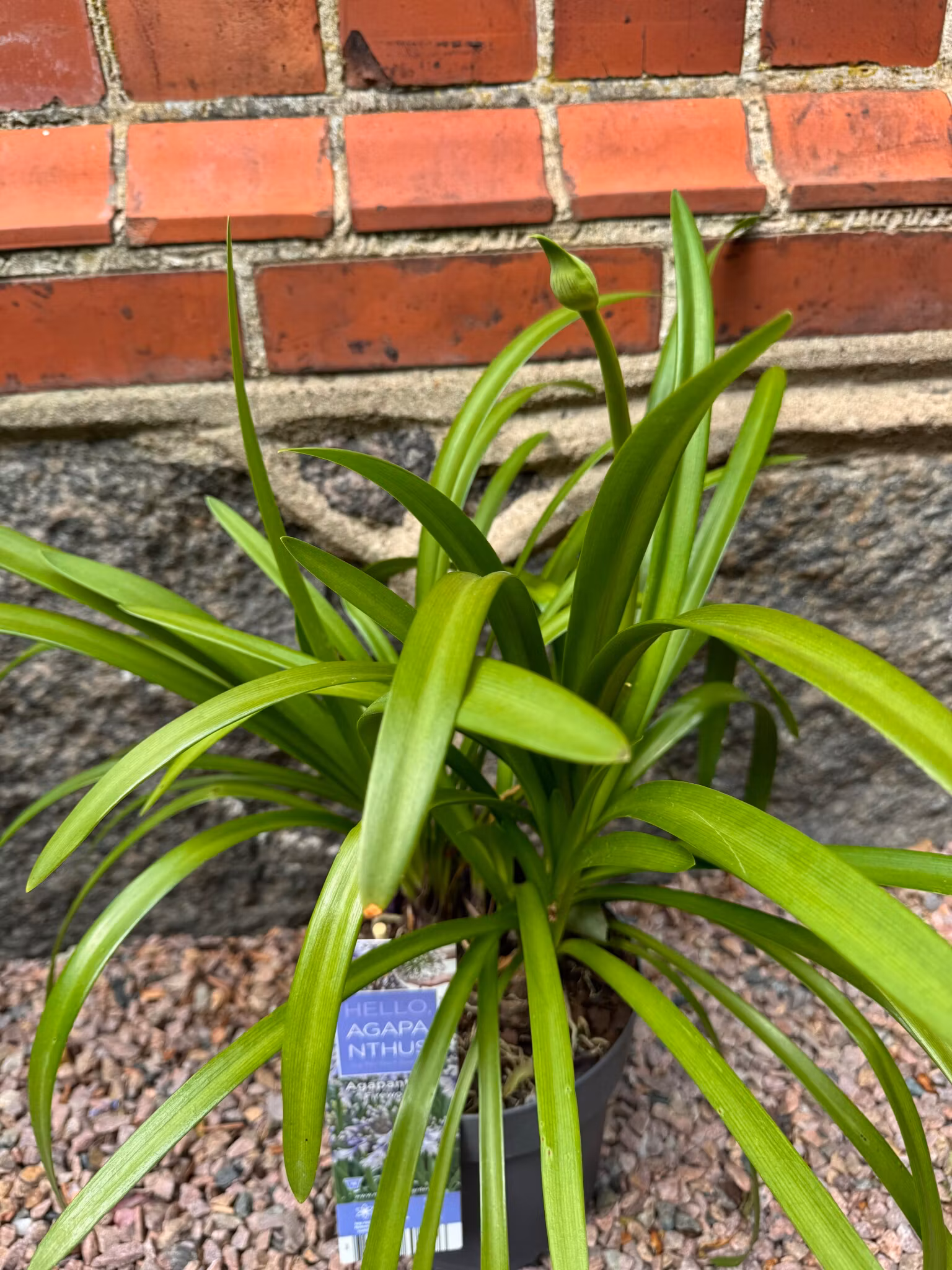Afrikansklilja/Agapanthus - Fireworks