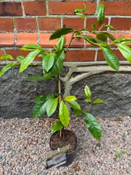 Magnolia Fairy Cream