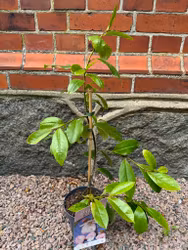 Magnolia Fairy Blush