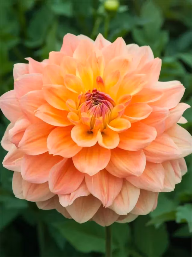 Dahlia - Ace summer sunset