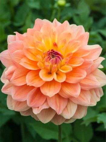 Dahlia - Ace summer sunset