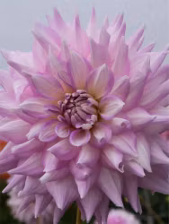 Dahlia - Almand's joy
