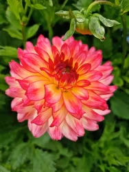 Dahlia - Armateras