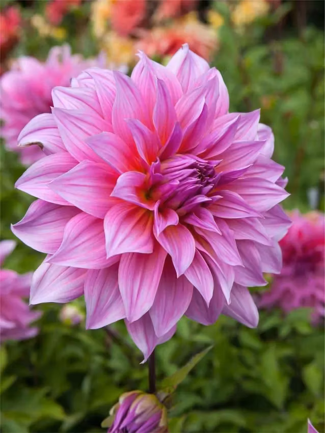 Dahlia - Arthur hambley