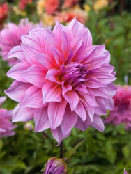 Dahlia - Arthur hambley