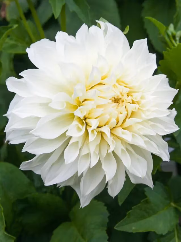 Dahlia - Avalanche