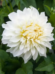 Dahlia - Avalanche