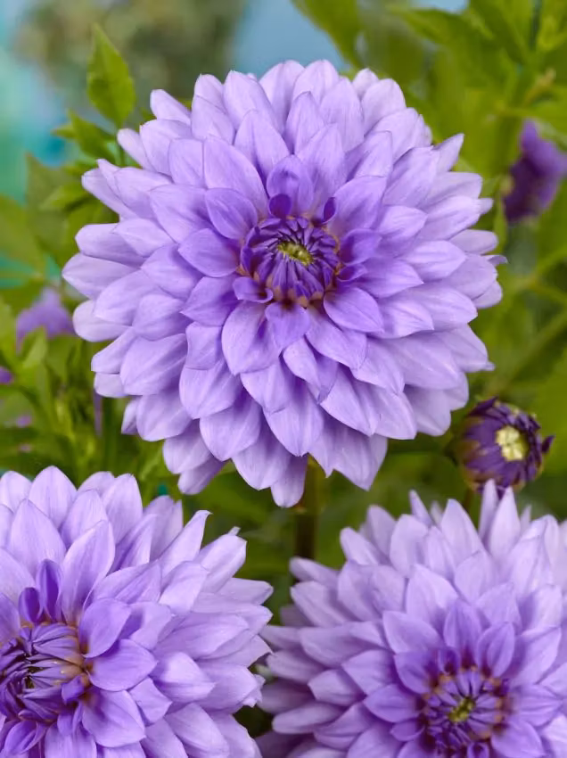 Dahlia - Blue boy
