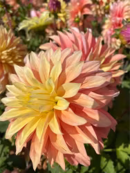 Dahlia - Blushing lady