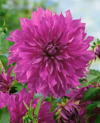 Dahlia - Cornwall island