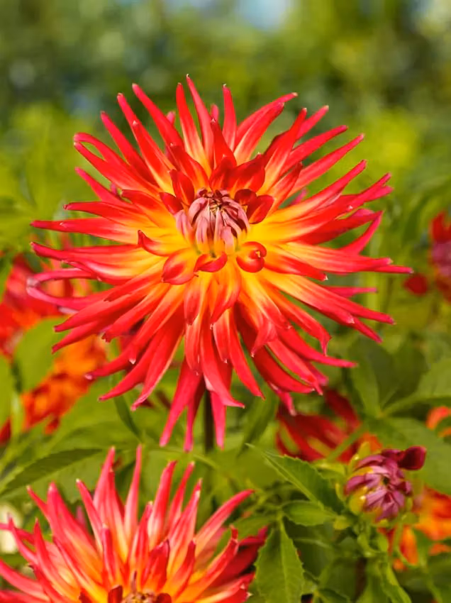 Dahlia - Bora bora