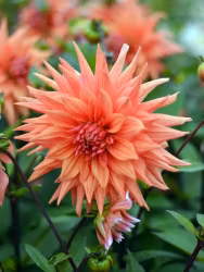 Dahlia - Color spectacle