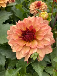 Dahlia - Creme de cognac