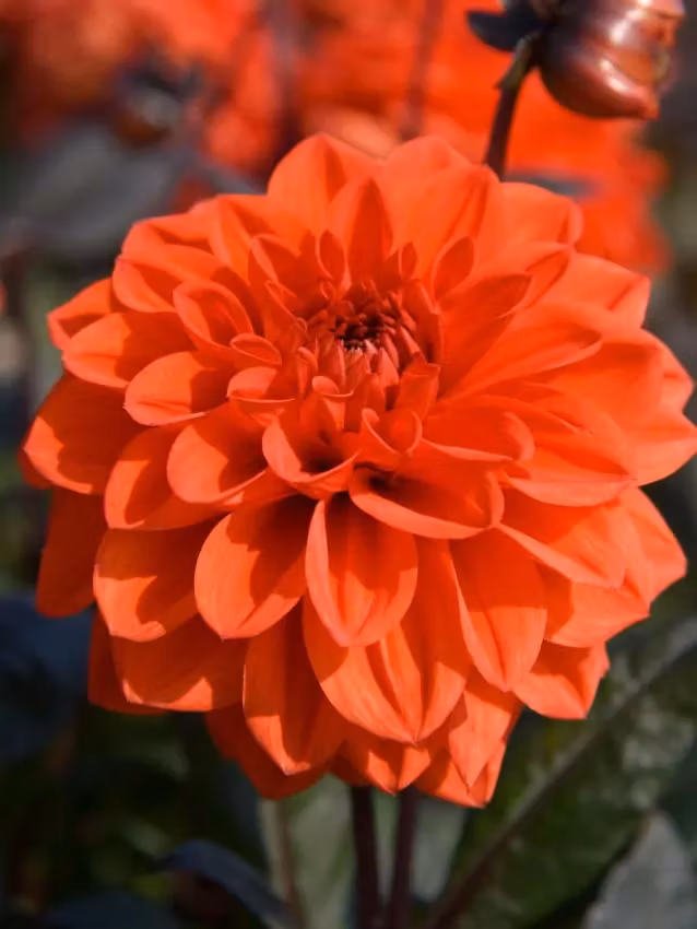 Dahlia - Ellen houston