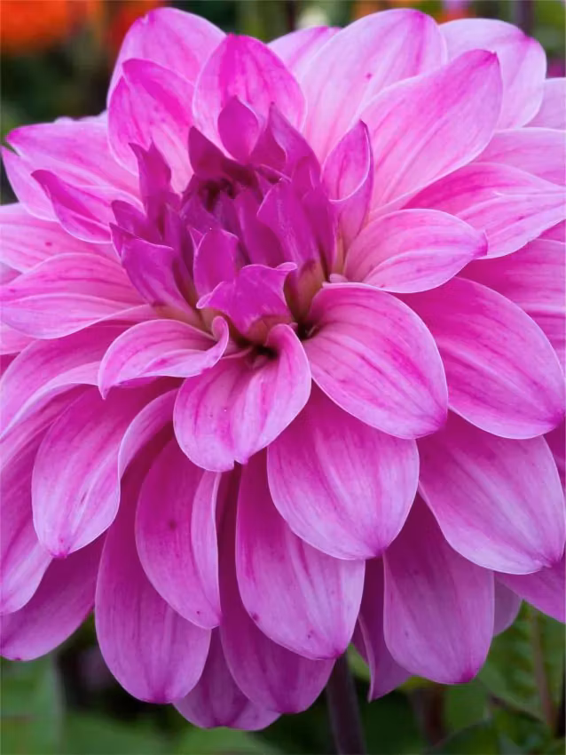 Dahlia - Elma e