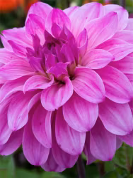 Dahlia - Elma e