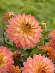 Dahlia - Extase