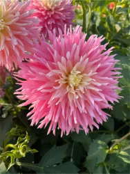 Dahlia - Just married