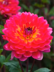 Dahlia - Kilburn glow