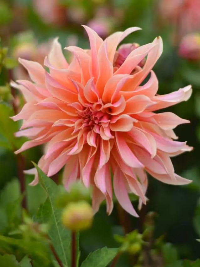 Dahlia - Labyrinth
