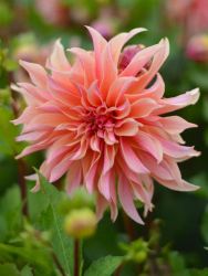 Dahlia - Labyrinth