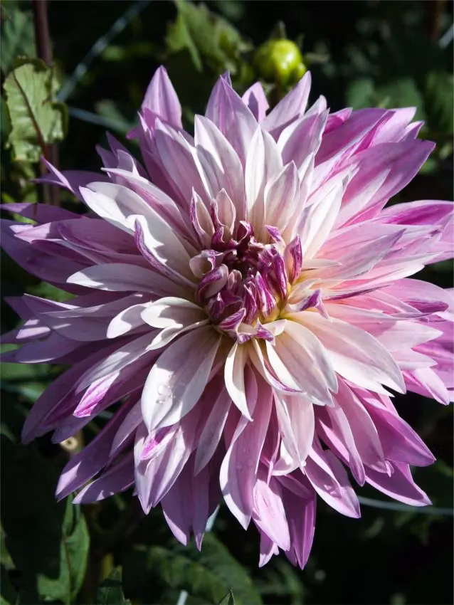 Dahlia - Labyrinth twotone