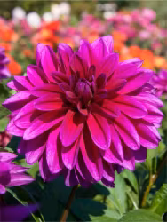 Dahlia - Le baron