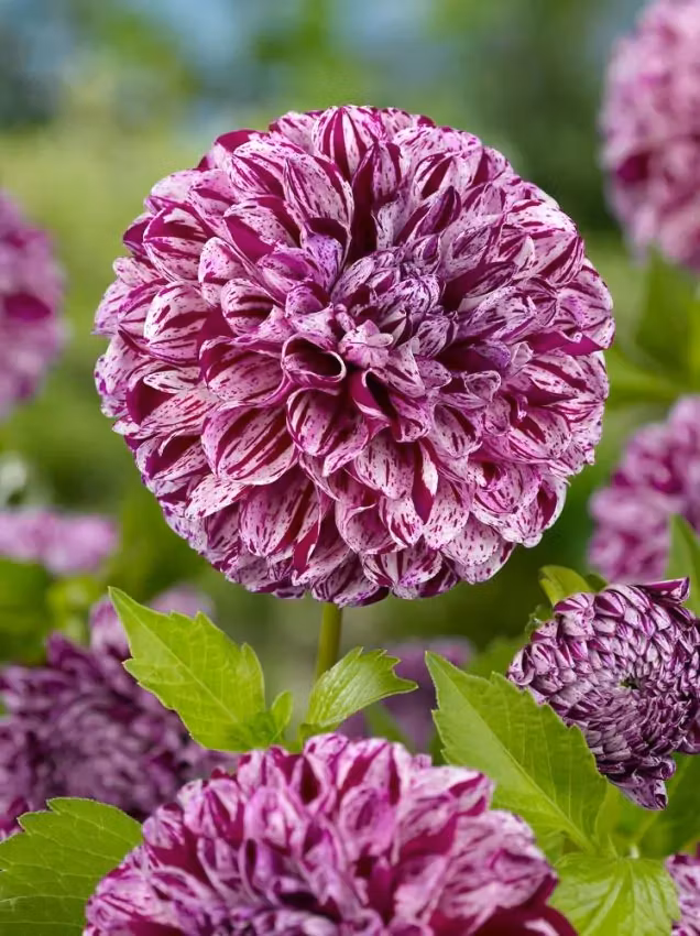 Dahlia - Marble ball