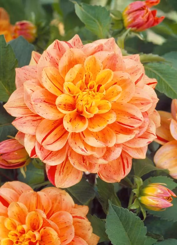 Dahlia - Nonette