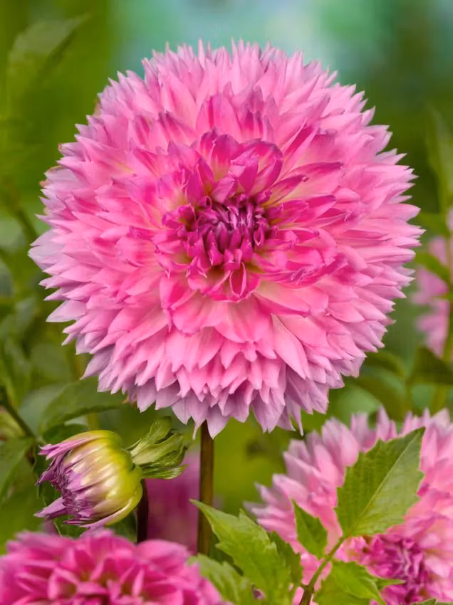 Dahlia - Sakura fubuki