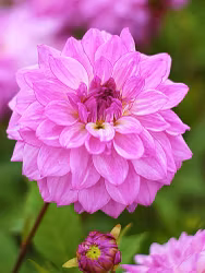 Dahlia -  Lake michigan