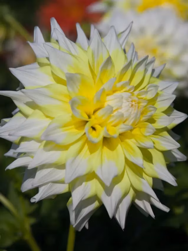 Dahlia - Grand prix