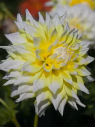 Dahlia - Grand prix