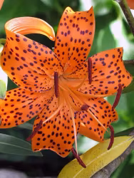 Lilja - Lancifolium tigrinum splendens