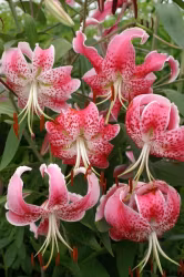 Lilja - Speciosum uchida