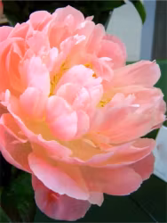 Pion - Paeonia pink hawaiian coral (Knöl)