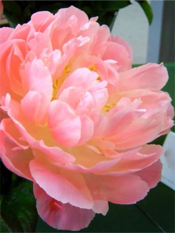 Pion - Paeonia pink hawaiian coral (Knöl)