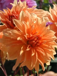 Dahlia - Babylon bronze