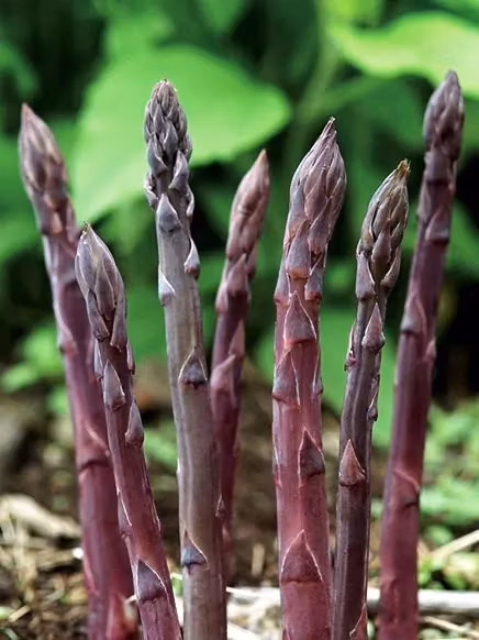 Lila Sparris - Asparagus Purple passion (Barrotad)