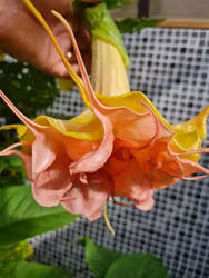 Änglatrumpet Nostalgi (Brugmansia)