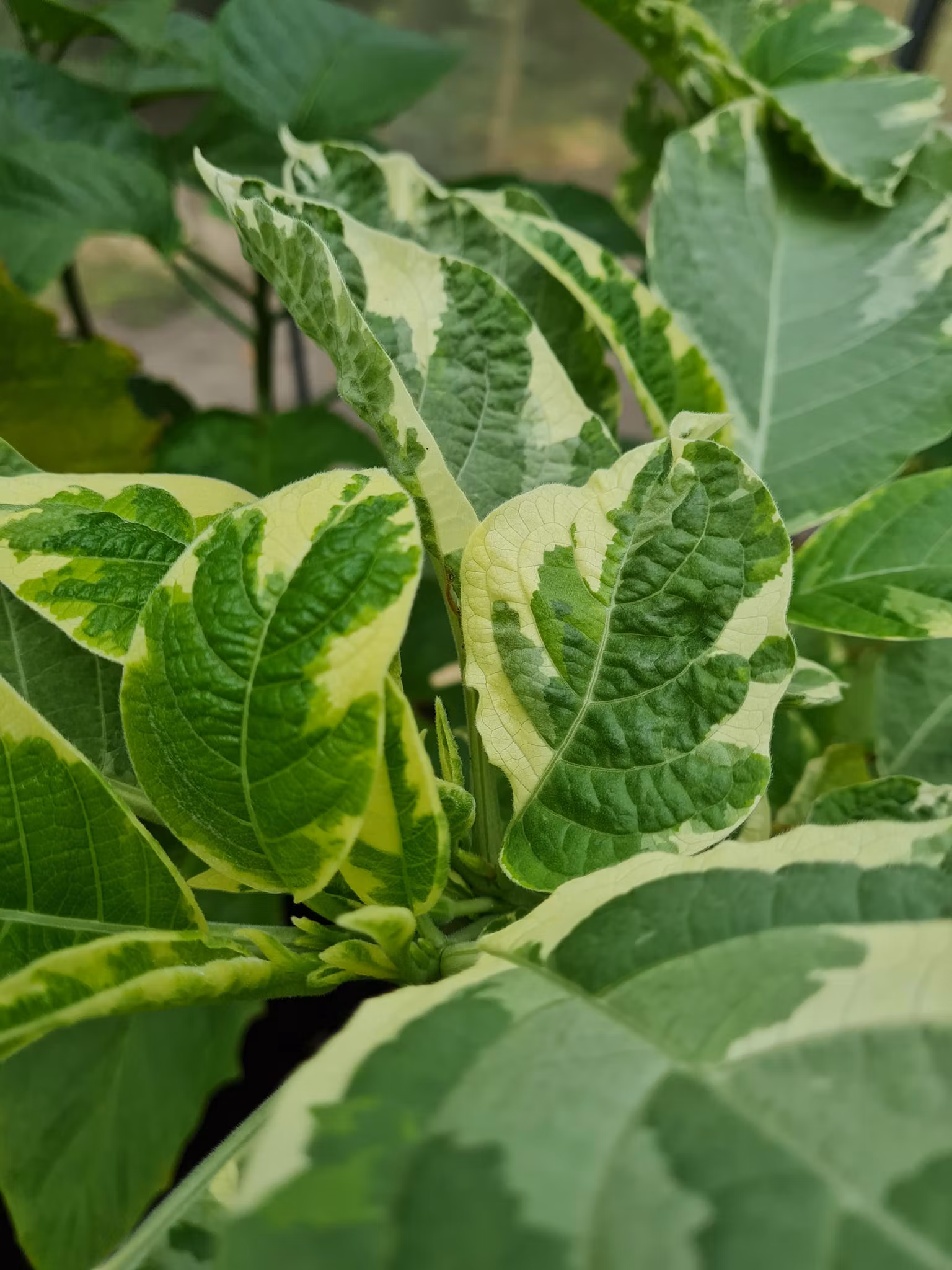 Änglatrumpet/Brugmansia - Maya