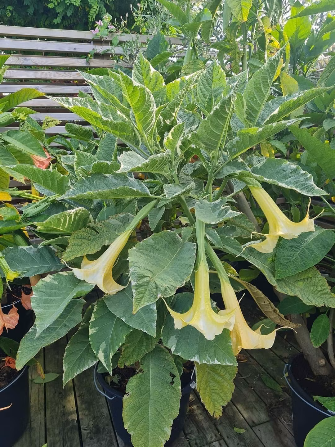 Änglatrumpet/Brugmansia - Maya